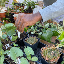 Potted plants and a hand placing a garden label