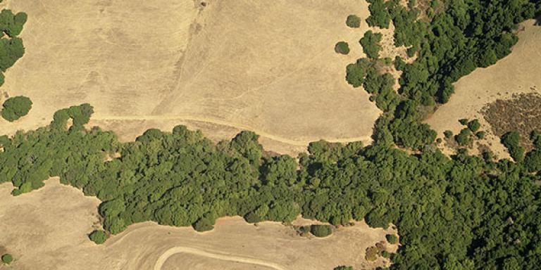 Aerial view of a band of green trees in the Hayward hills