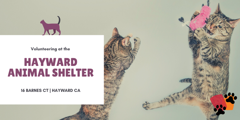 two kittens playing with feather wands