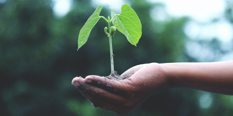 A person holding a seedling in their hand