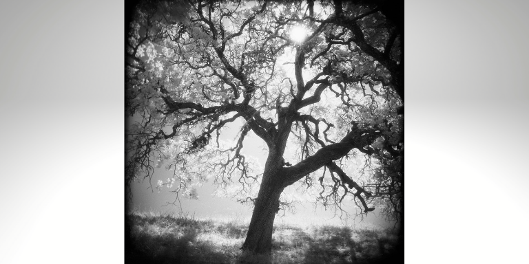 “Reaching for the Light”